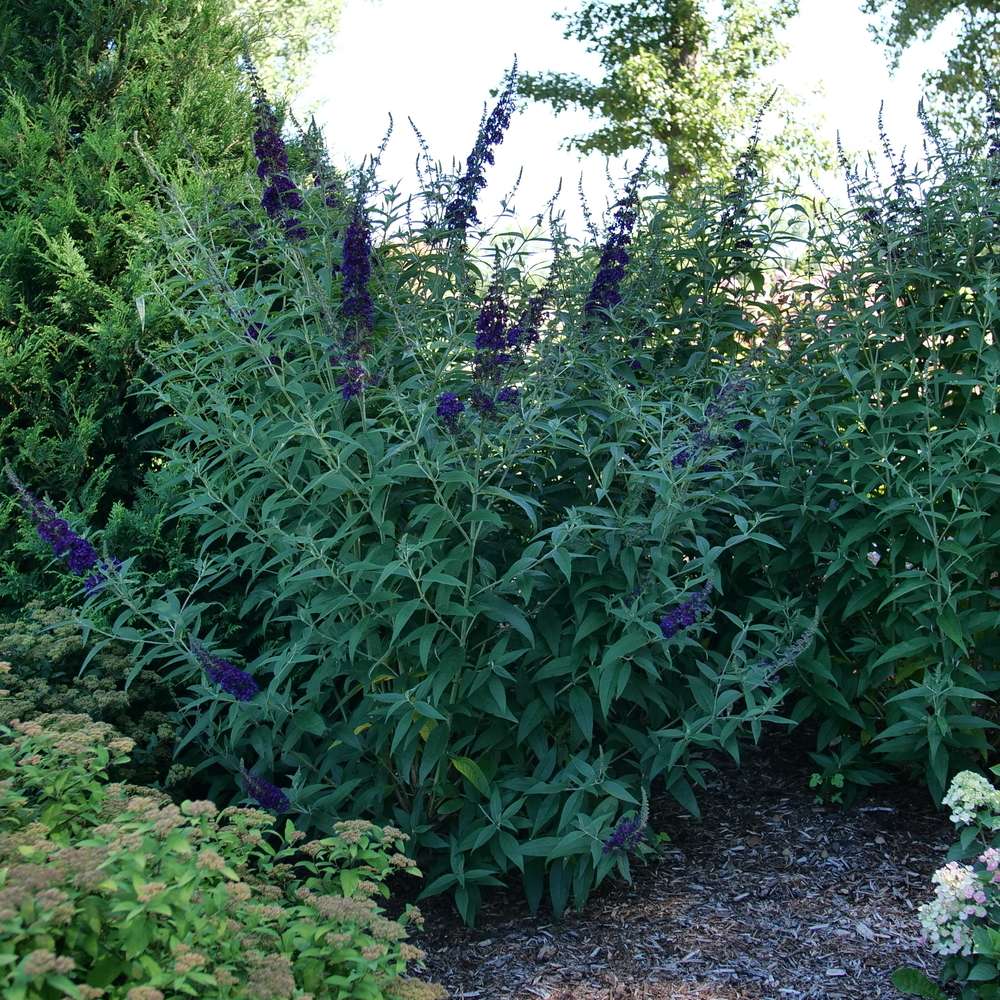 Darkest Night butterfly bush blooming in a landscape