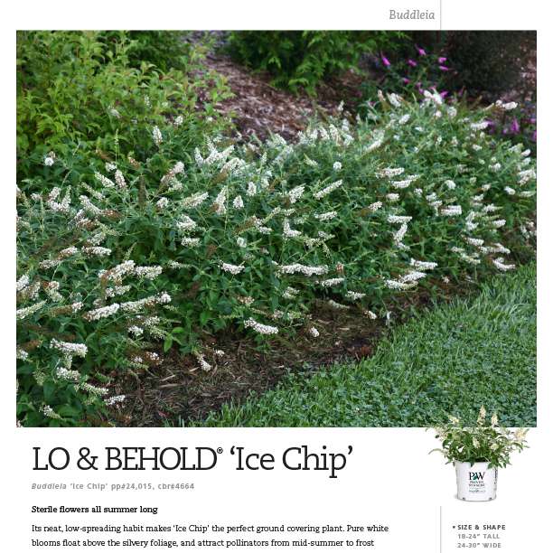 Preview of Lo & Behold® ‘Ice Chip’ Buddleia spec sheet PDF