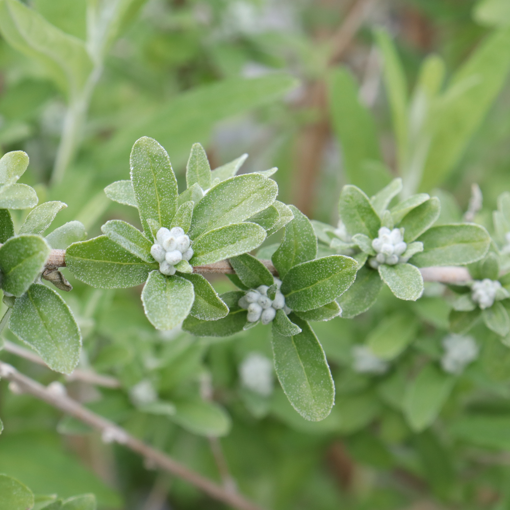 Small white buds of Mop Top fountain butterfly bush on dainty green leaves