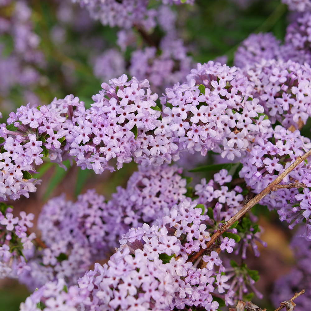 Several lavender flowers on a branch of Mop Top fountain butterfly bush