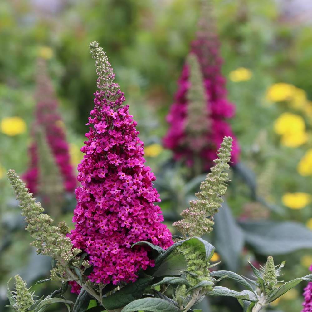 Close up of a vibrant pink bloom of Pugster Pico Punch butterfly bush 