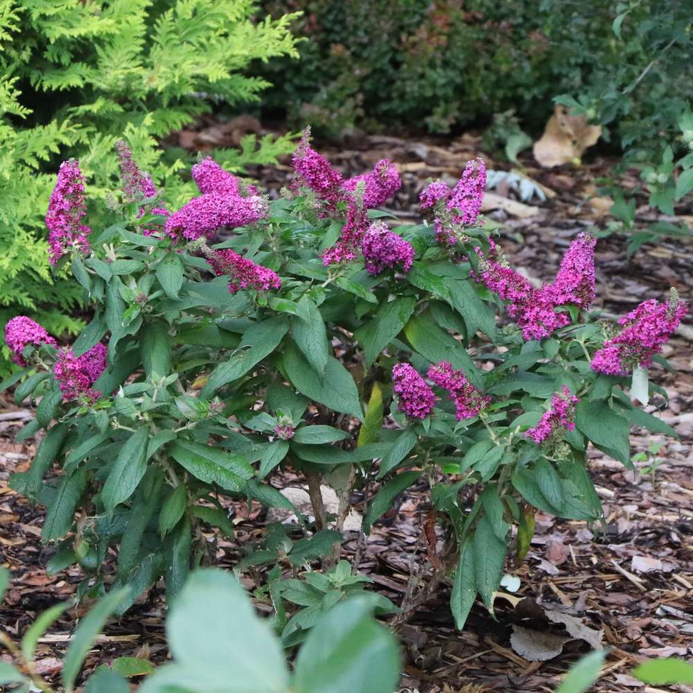Pugster Pico Punch butterfly bush with large blooms on a small habit
