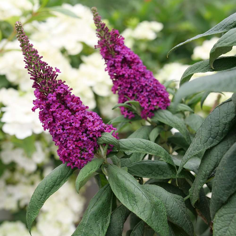 Close up of Pugster Pico Punch buddleia's intense pink blooms