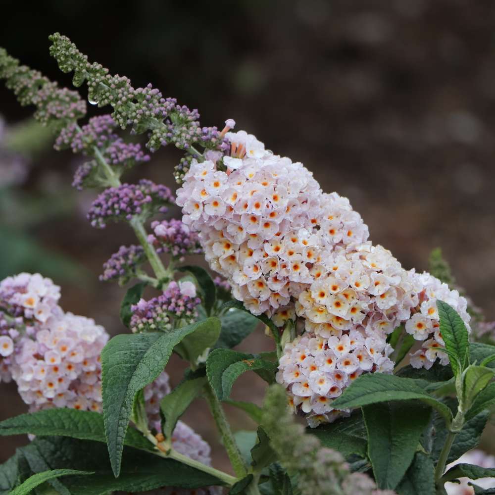 Close up of Pugster Sorbet buddleia's multi-colored blooms 
