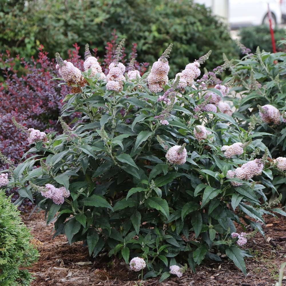 Pugster Sorbet buddleia with a small compact habit and large blooms planted in a landscape