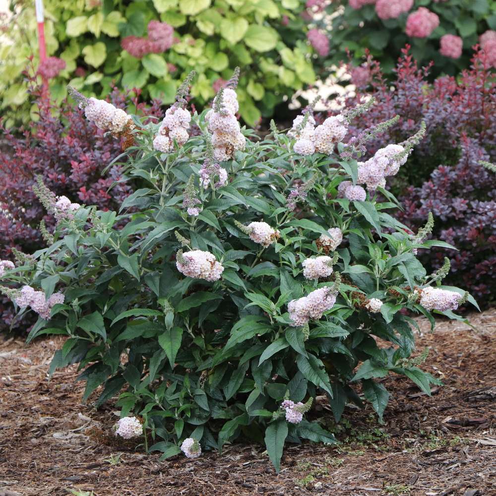 Pugster Sorbet butterfly bush blooming in a landscape