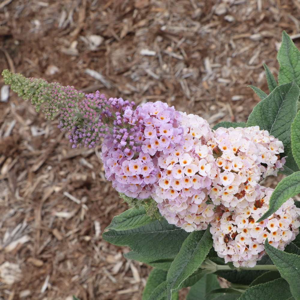 Close up of a unique multi-colored bloom on Pugster Sorbet butterfly bush