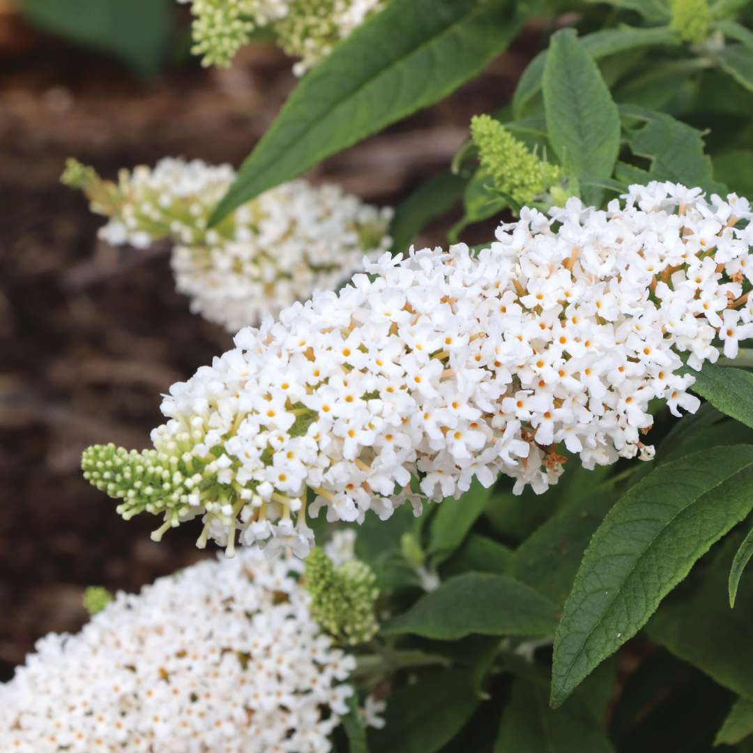 Pugster White 2.0 butterfly bush flowers stay white. 