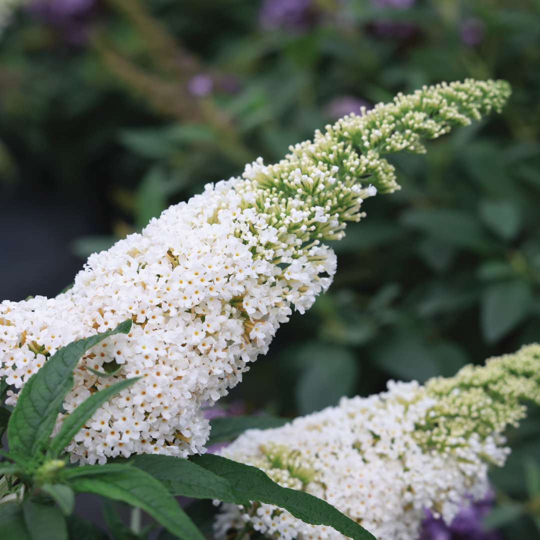 Pugster White 2.0 butterfly bush has extra-large flowers.