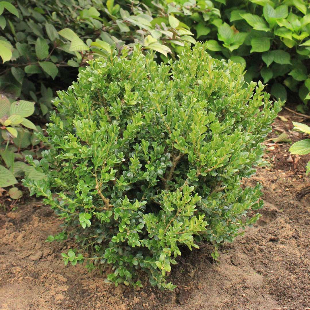 Buxus Green Beauty in landscape