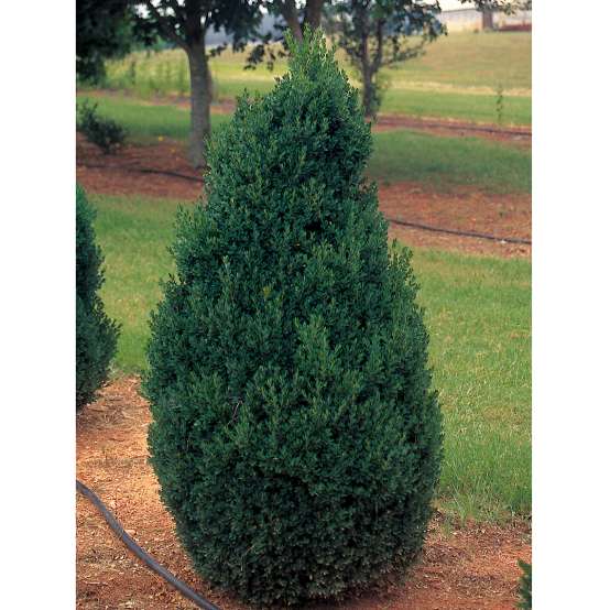 Conical Buxus Green Mountain in landscape