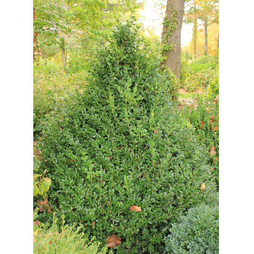 Conical Buxus John Baldwin in landscape