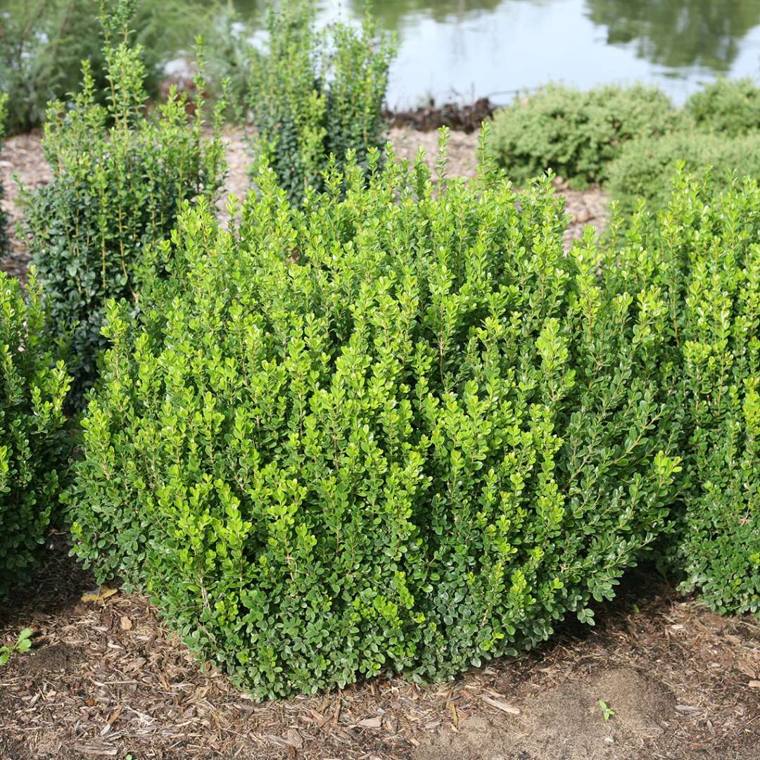 Sprinter boxwood with handsome green foliage in landscape