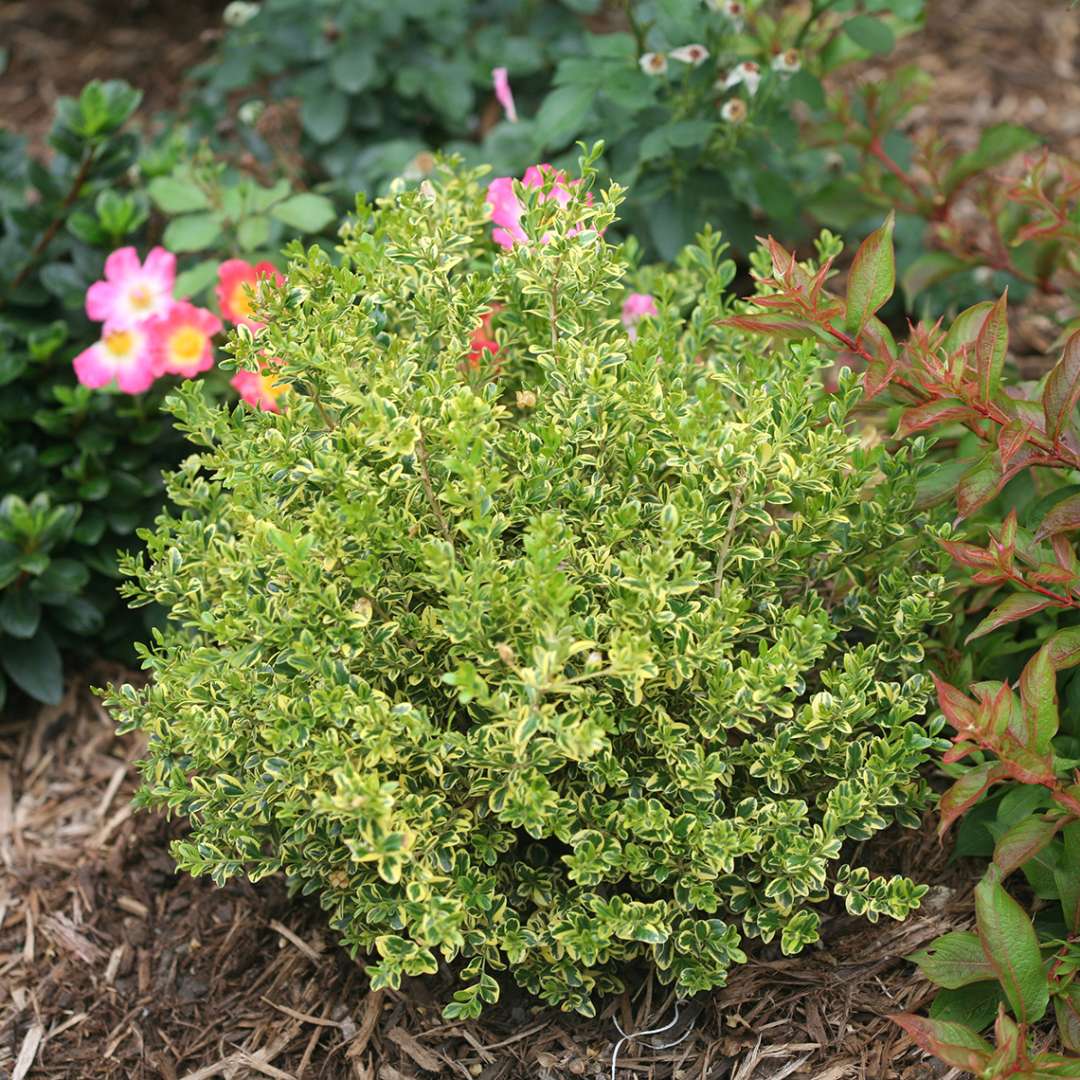 Variegated Wedding Ring Buxus in garden