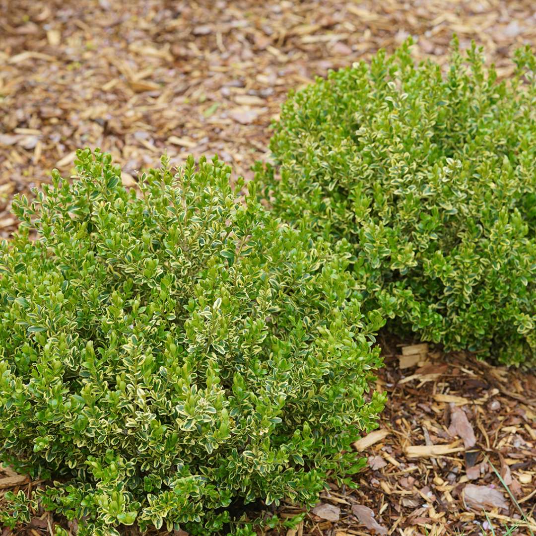 Two variegated Wedding Ring Buxus in landscape