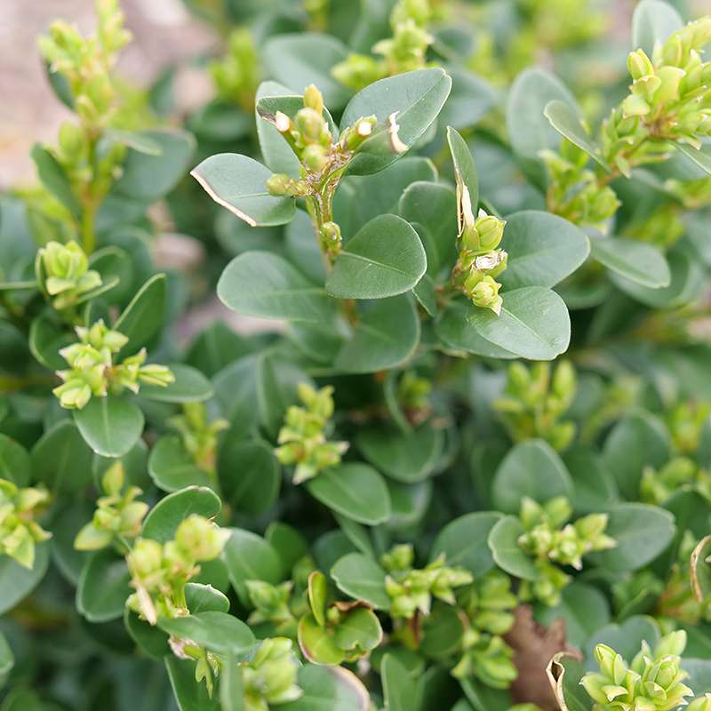 Close up of Neatball boxwood's foliage