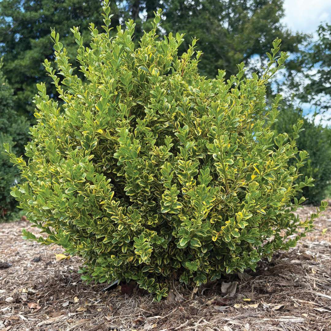 One mature boxwood in the ground. 