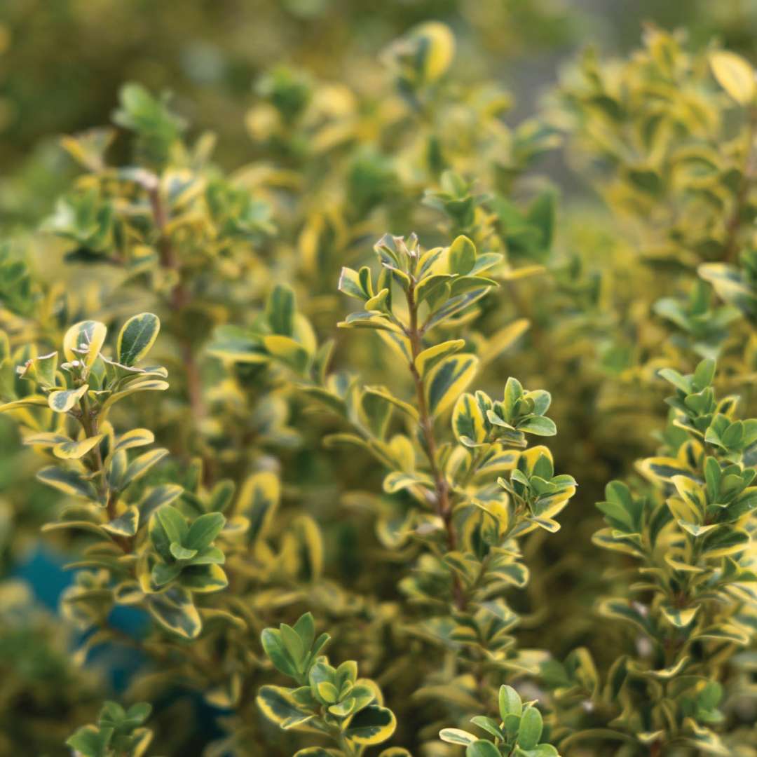 Close-up of foliage with yellow and green. 