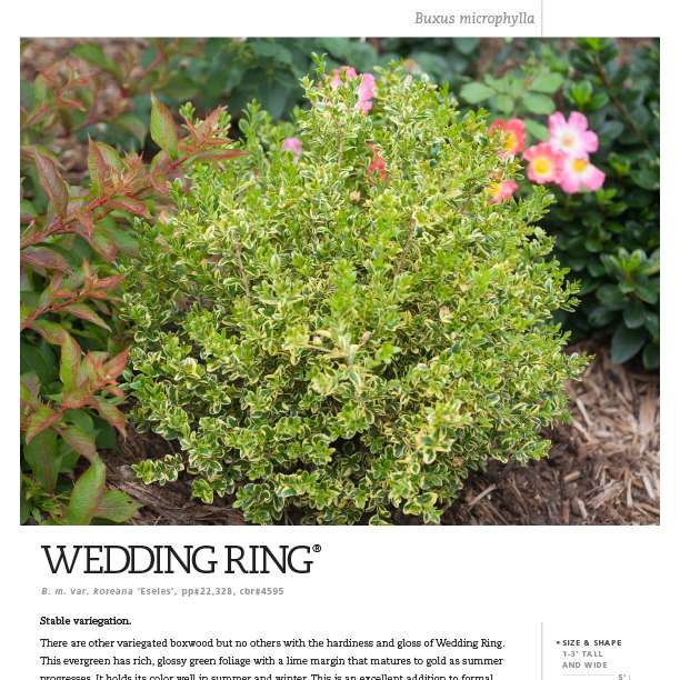 Preview of Wedding Ring® Buxus PDF