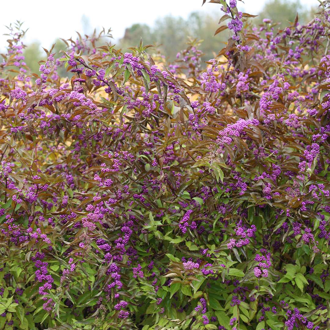 Callicarpa Early Amethyst with green foliage holding bright purple berries in landscape