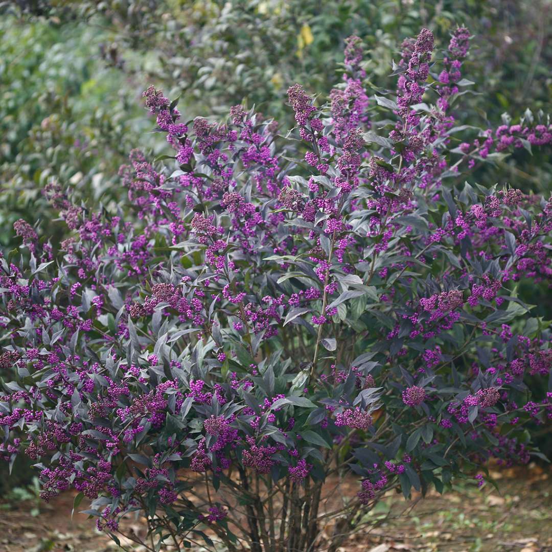 Pearl Glam Callicarpa in the landscape