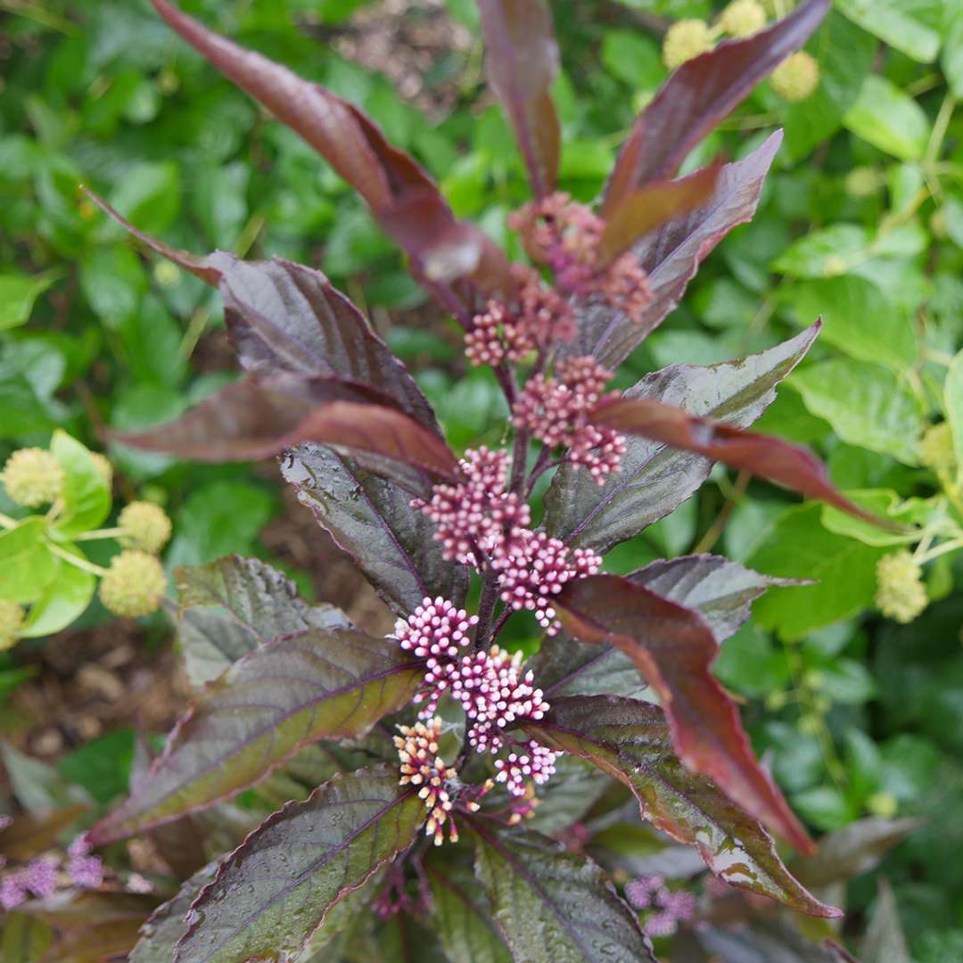 Flowers and dark fall foliage on Pearl Glam Callicarpa