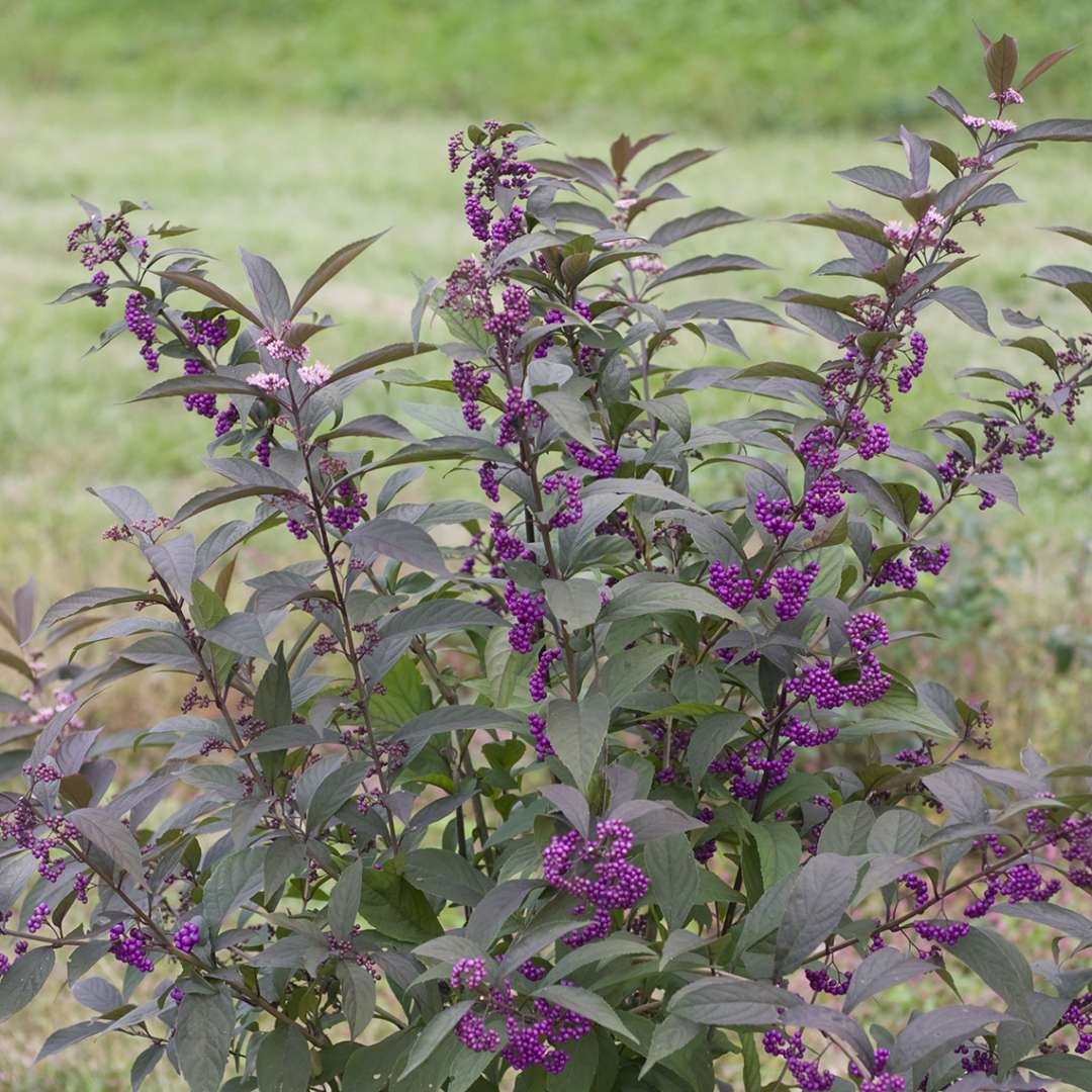 Purple Pearls Callicarpa in trial field