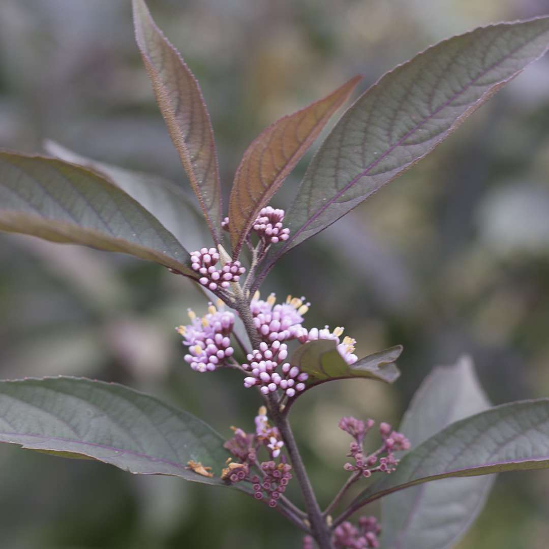 Close up of pink Purple Pearls Callicarpa flowers on dark purple foliage