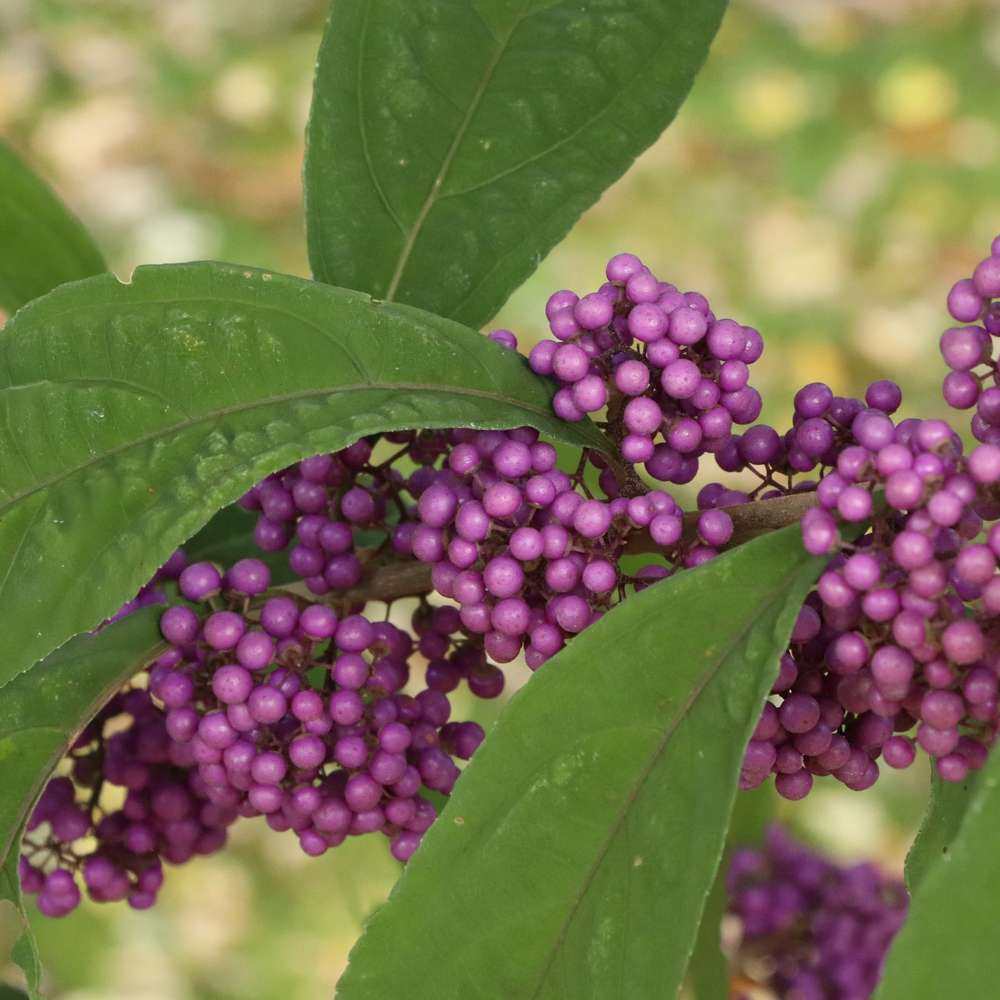 Close up of the bright purple berries on a branch of Bubble Up callicarpa 