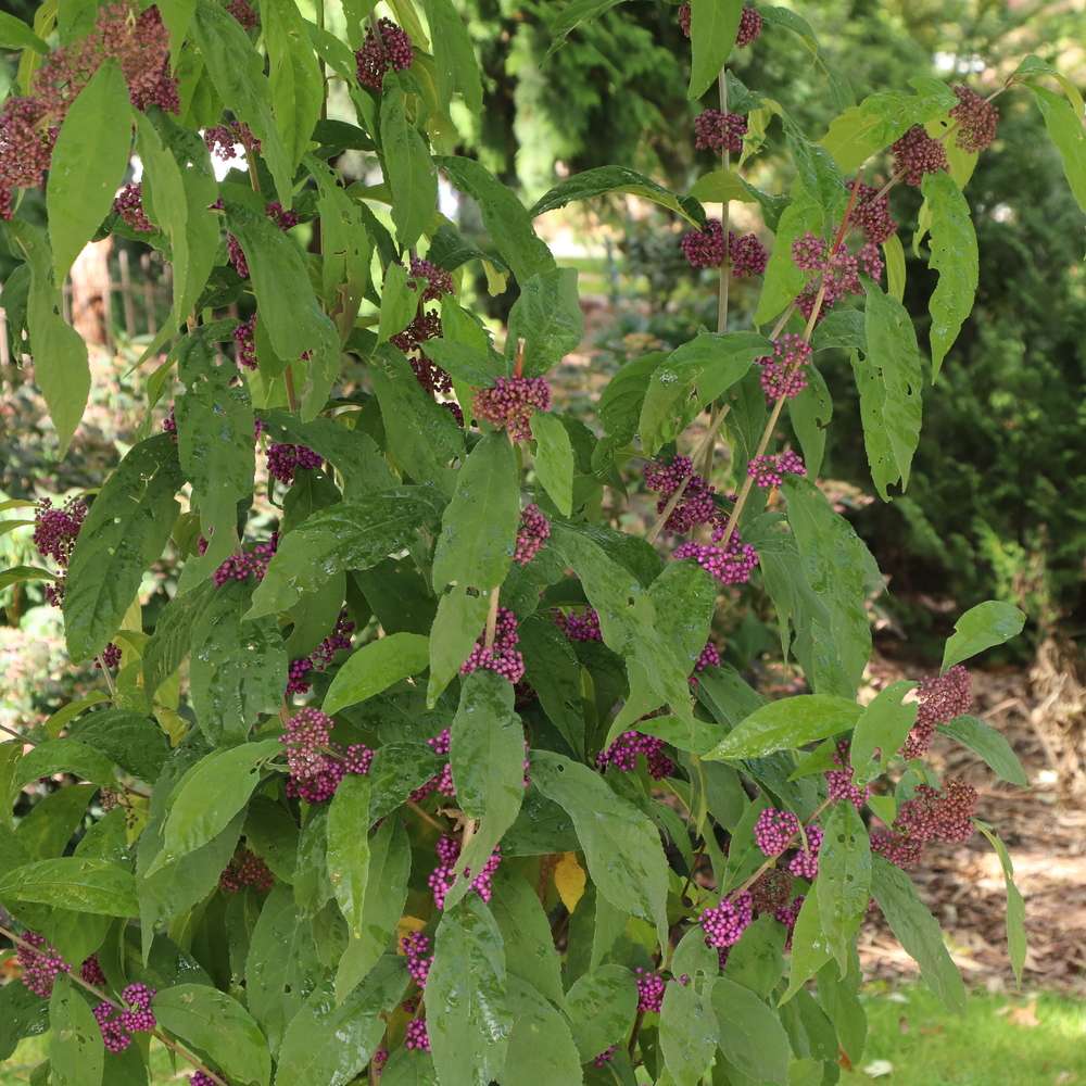 Bubble Up beautyberry with vibrant purple berries in a landscape