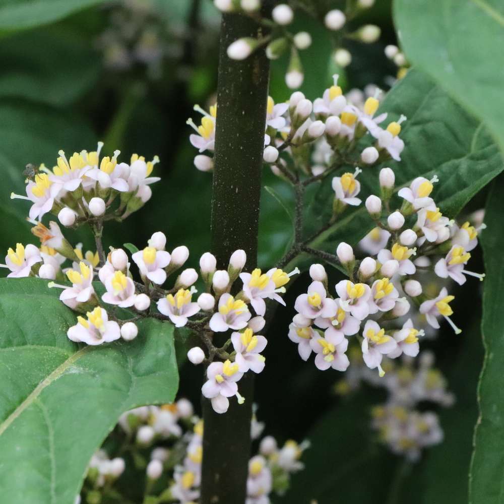 Close up of the small white blooms of Bubble Up callicarpa 