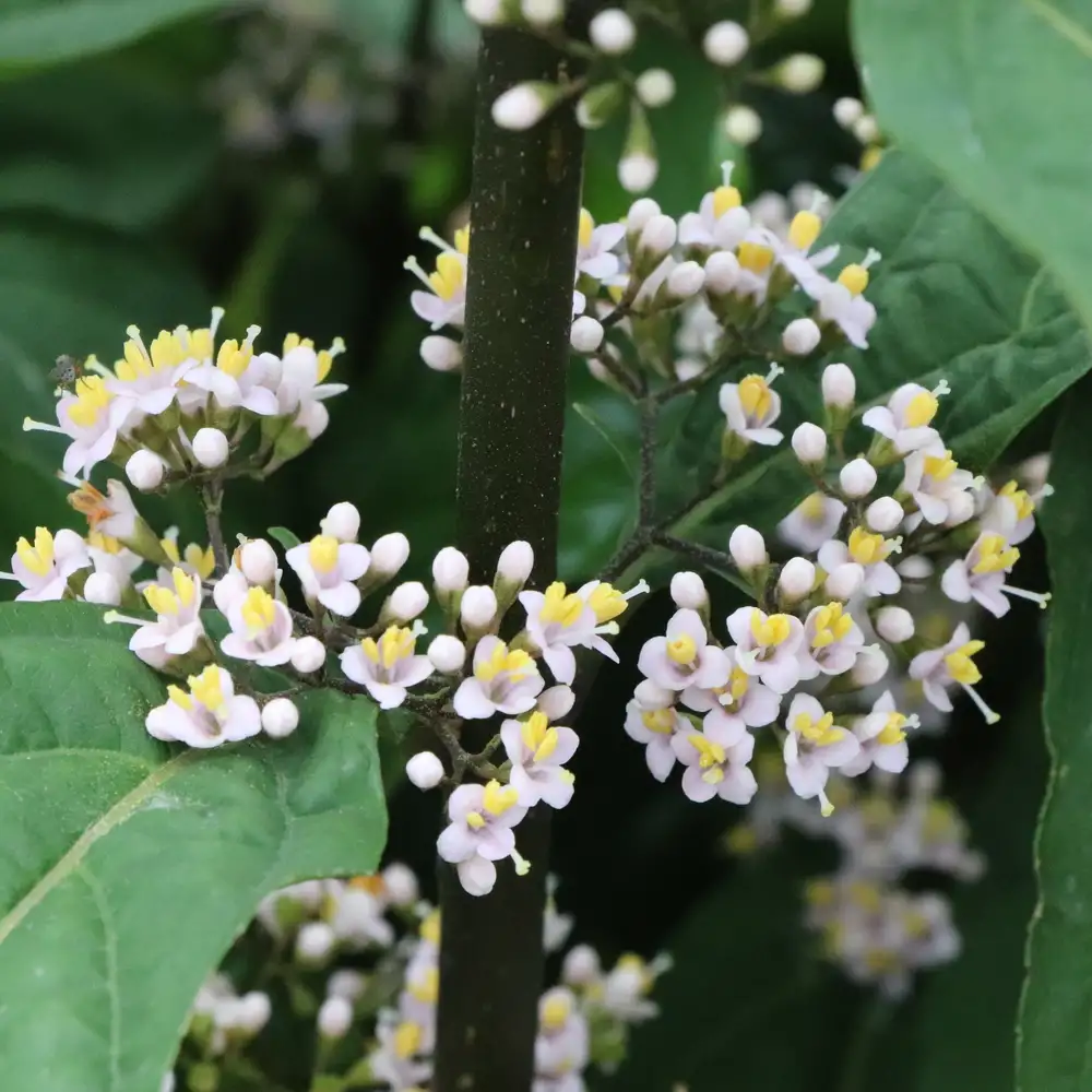 Bubble Up Callicarpa | Spring Meadow - wholesale liners - Spring Meadow  Nursery