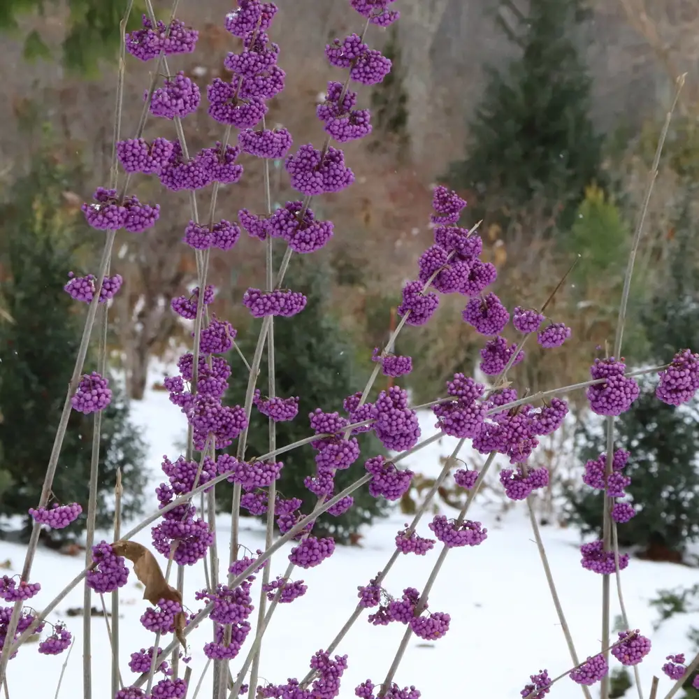 lavender cotton plant Green Santolina, Lavender Cotton main image 1
