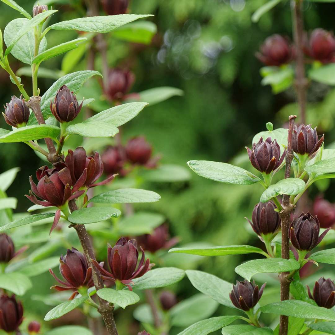 The deep maroon blooms of Simply Scentsational sweetshrub