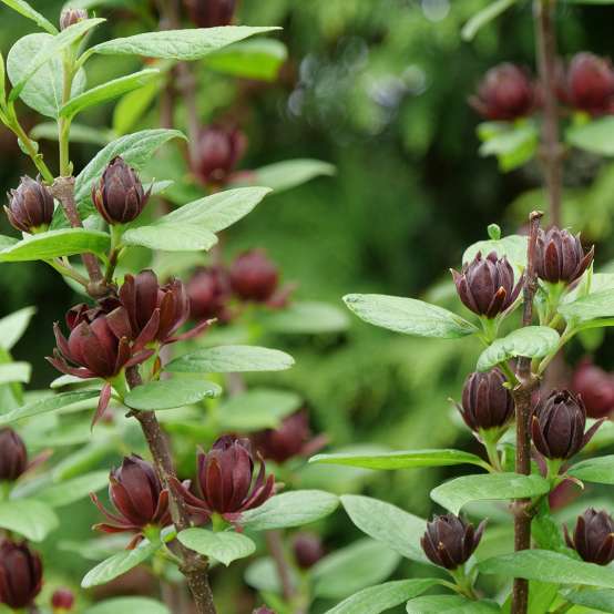 The deep maroon blooms of Simply Scentsational sweetshrub