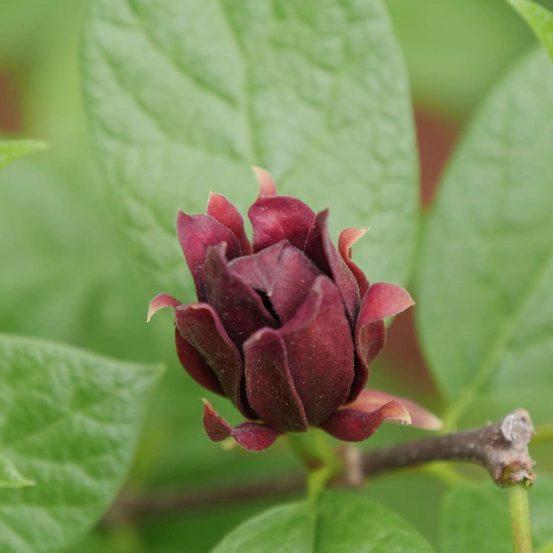 Close up of a dark maroon Simply Scentsational sweetshrub bloom