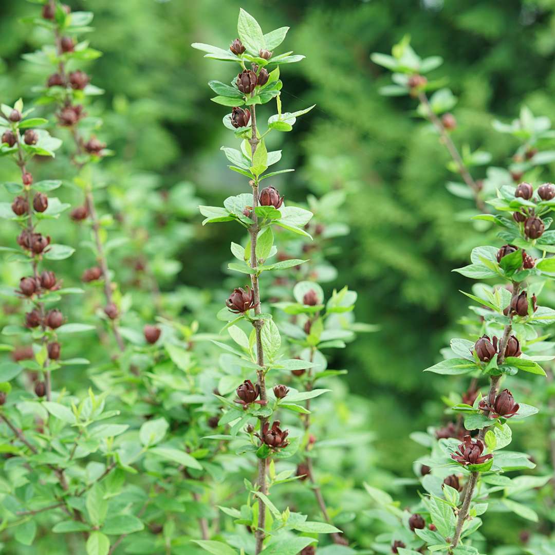 Simply Scentsational calycanthus with deep maroon blooms