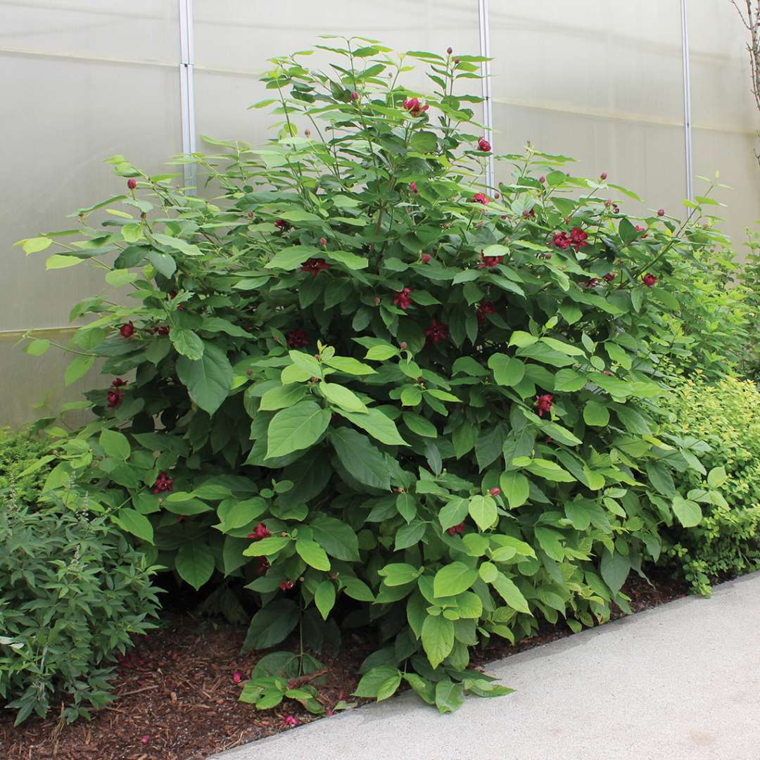 Calycanthus Aphrodite in landscape