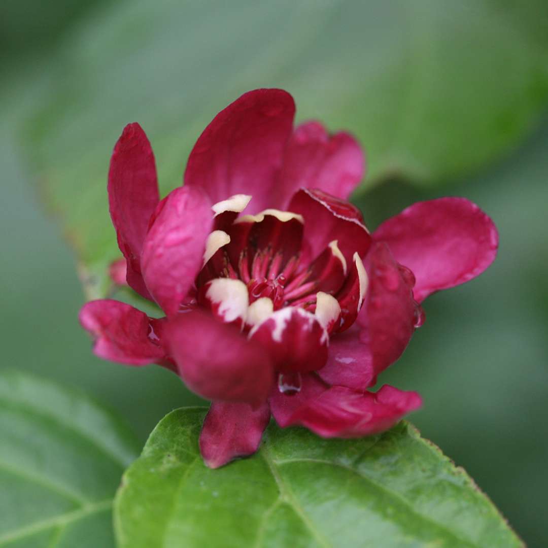 Close up of maroon Calycanthus Aphrodite flower