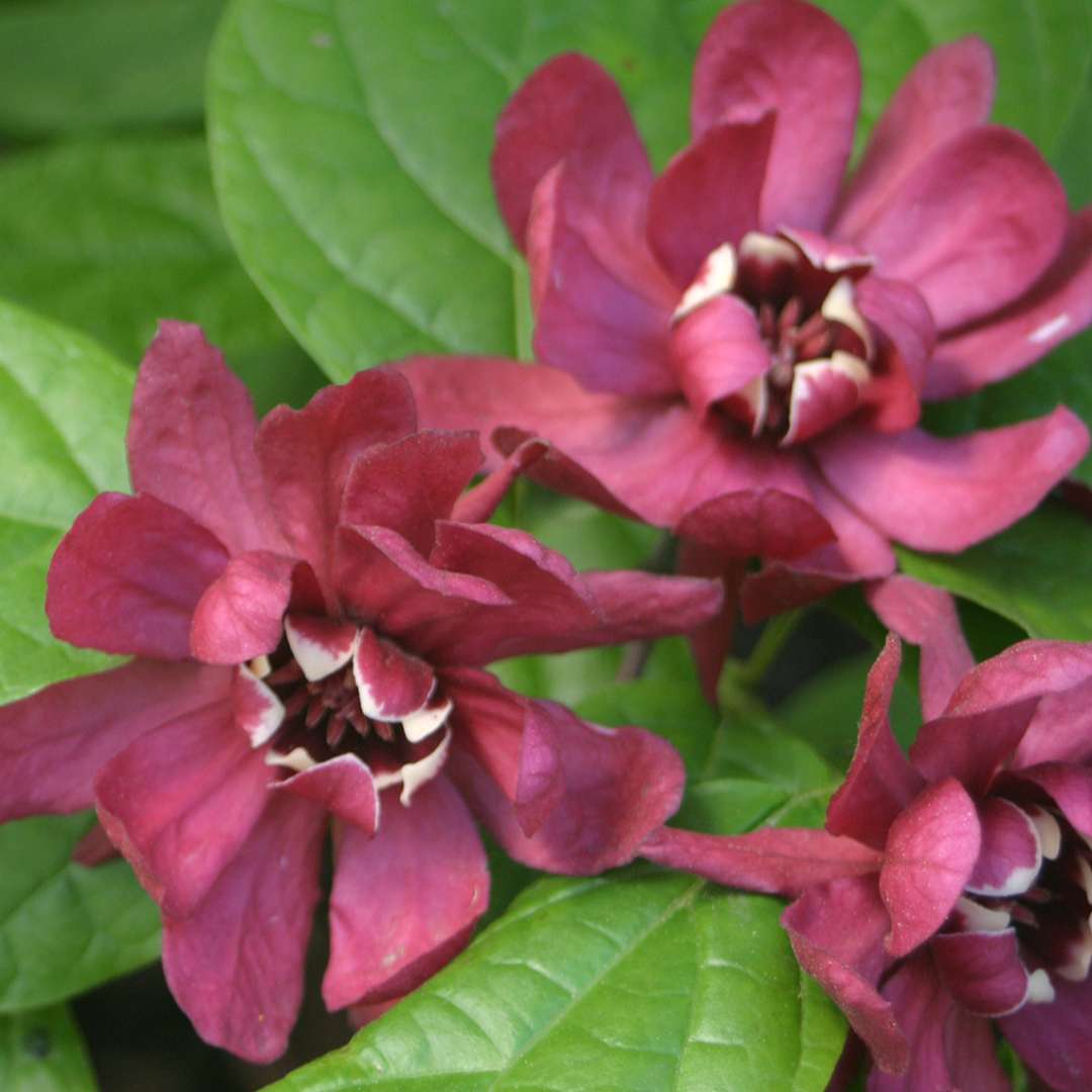 Close up of A trio of Calycanthus Hartlage Wine blooms