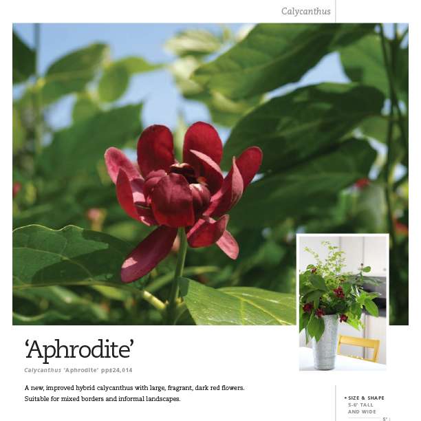 Preview of Calycanthus ‘Aphrodite’ spec sheet PDF