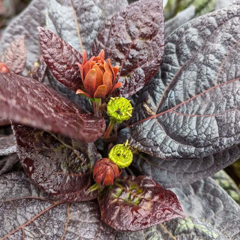 Plant Finder - Page 1 - Spring Meadow Nursery