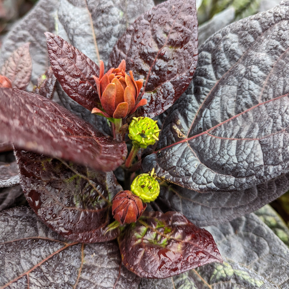 A cluster of deep burgundy foliage, a single red-orange flower, and chartreuse green spent flowers on Red Zeppelin sweetshrub.