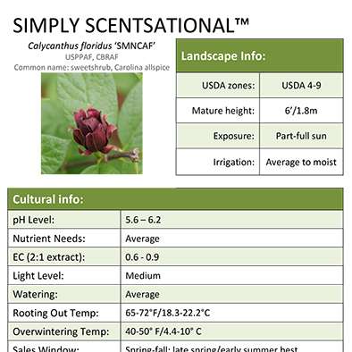 Preview of Calycanthus Simply Scentsational® Professional Grower Sheet PDF