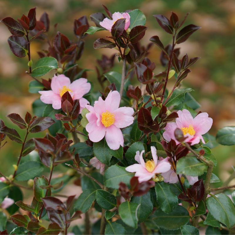 Close up of Just Chill Red Tip camellia's pink flowers and red foliage.