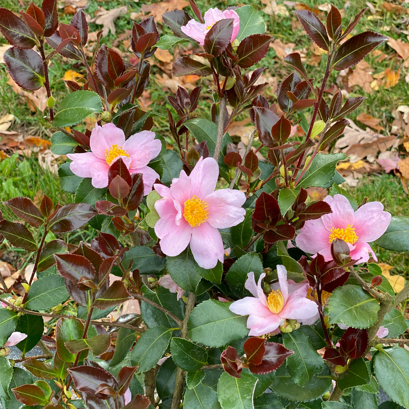 Close up of Just Chill Red Tip camellia's pink flowers and red foliage.