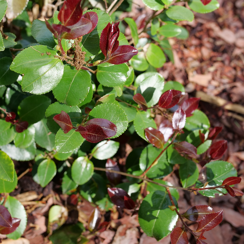 Close up of the green and burgundy-red foliage Just Chill Red Tip camellia.