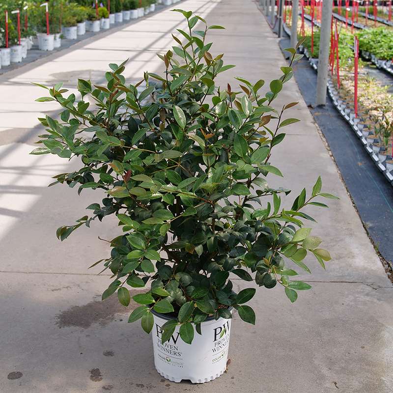 Just Chill Double Mauve camellia in a greenhouse