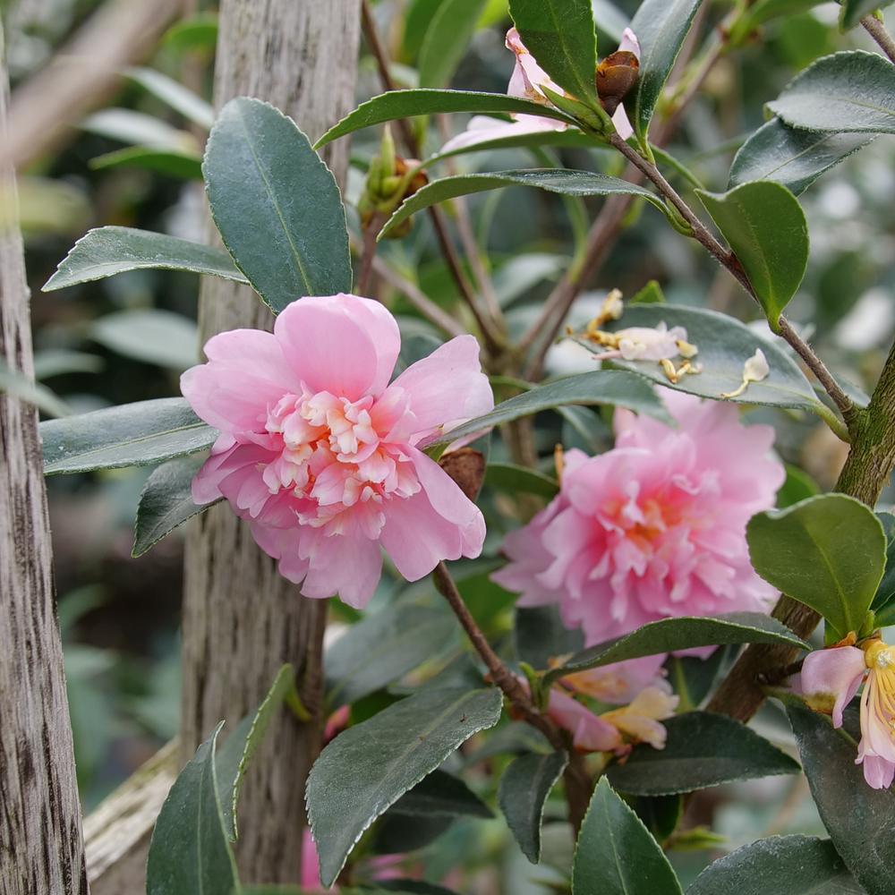 Two pink Just Chill Double Pink camellia flowers on green foliage next to a trellis. 