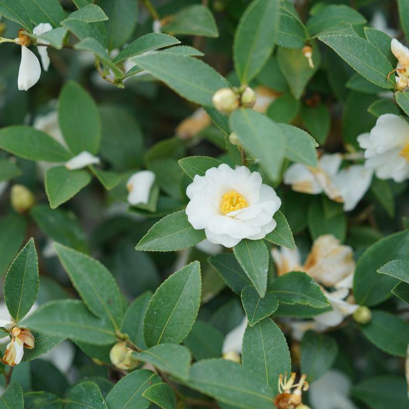 Close up of a blooming Just Chill Double White Camellia 